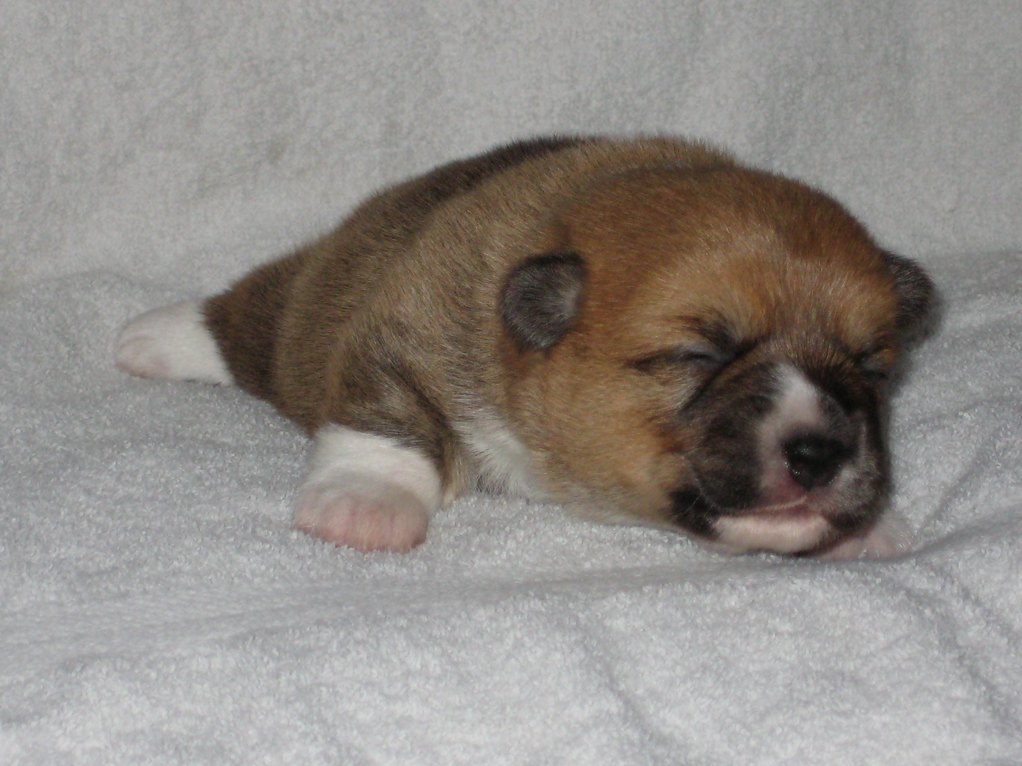 11 Dagen oud